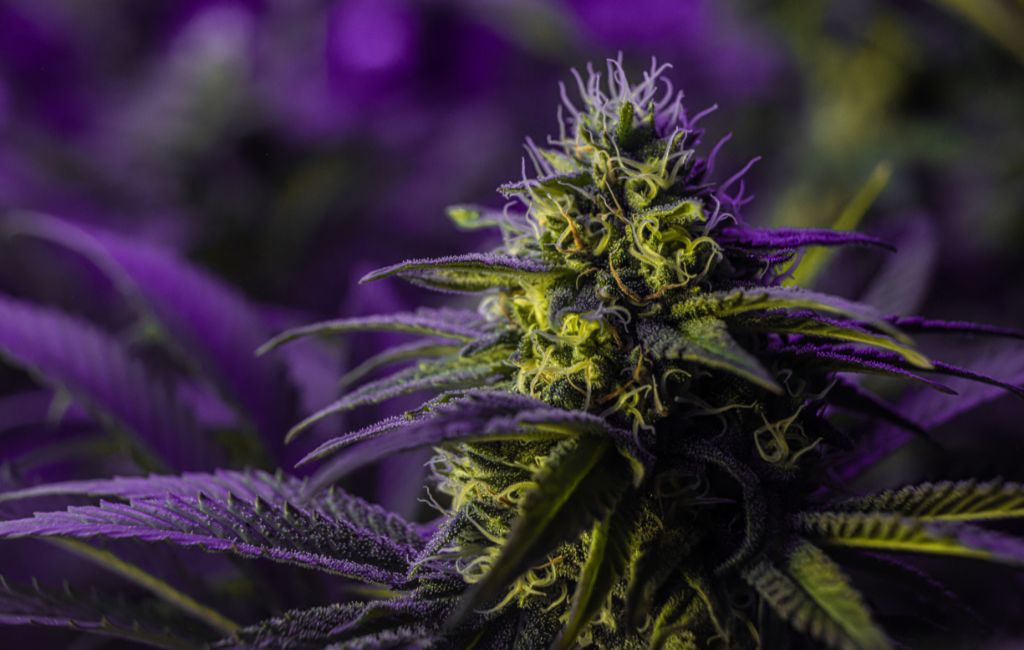 Hawaiian Haze strain